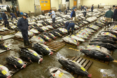 Tsukiji Fish Market Tokyo