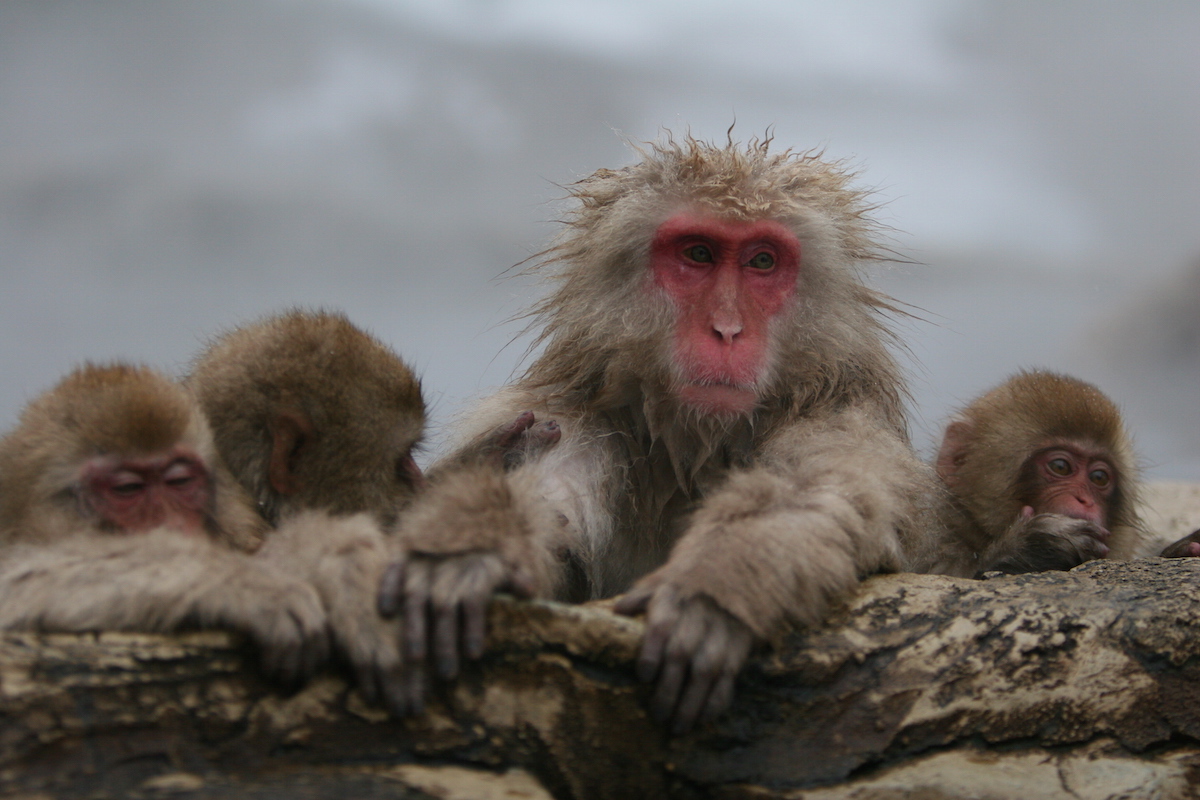 Snow Monkeys