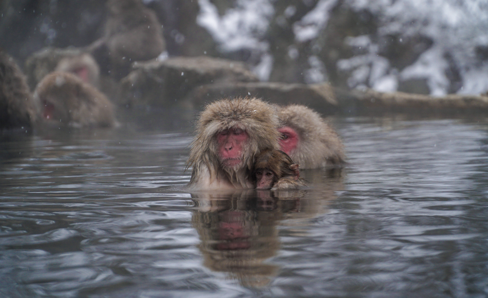 Hakuba Snow Monkeys & Snowmobile Tours