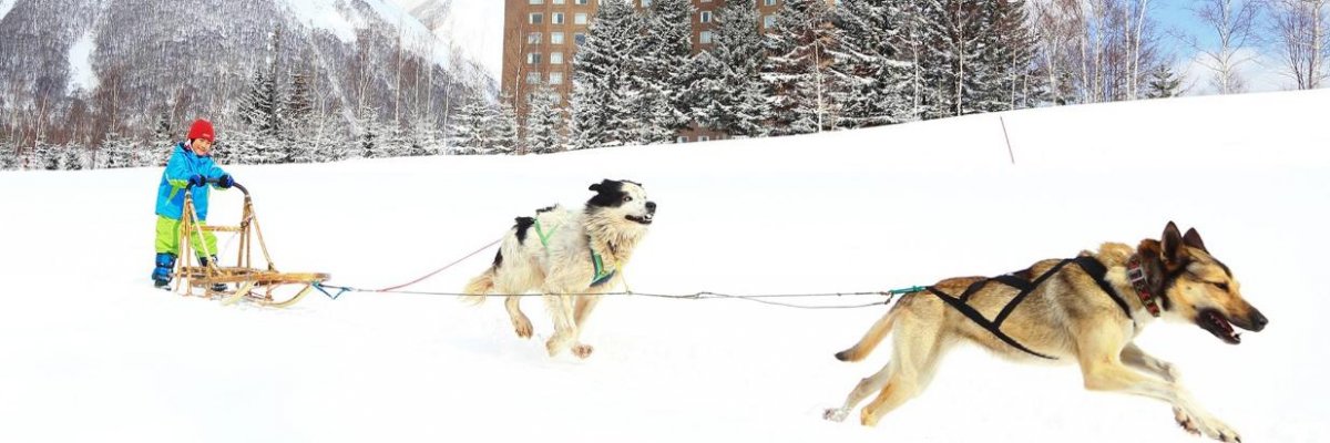 Rusutsu Dog Sledding