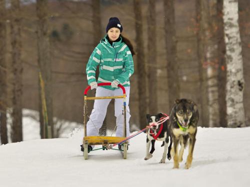 Rusutsu Dog Sledding